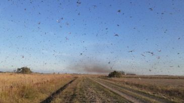 nuvem-de-gafanhotos-volta-a-preocupar-agricultores-brasileiros