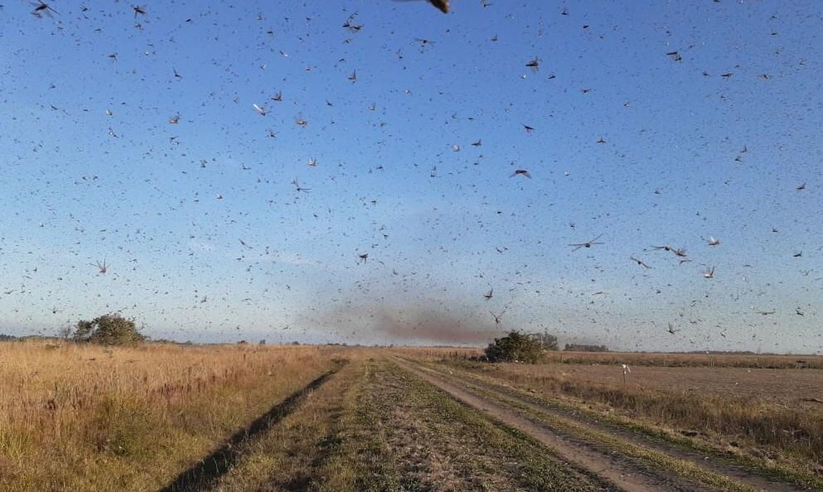 nuvem-de-gafanhotos-volta-a-preocupar-agricultores-brasileiros