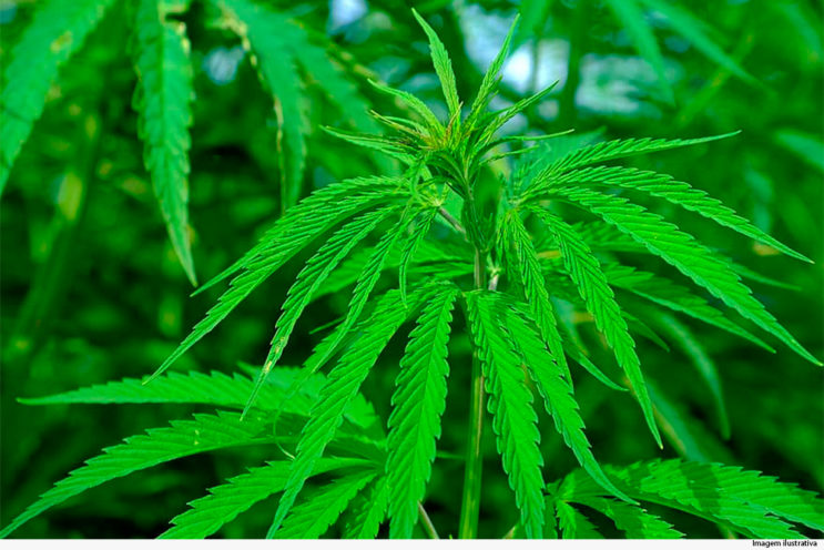 justica-autoriza-plantio-de-maconha-para-fins-medicinais