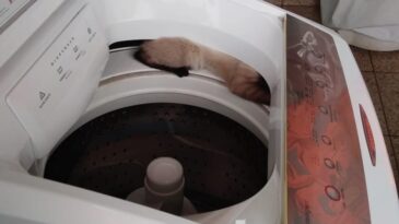 gato-e-resgatado-pelos-bombeiros-apos-ficar-preso-em-maquina-de-lavar