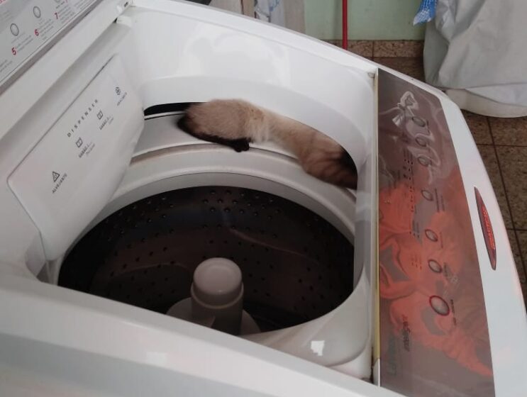 gato-e-resgatado-pelos-bombeiros-apos-ficar-preso-em-maquina-de-lavar