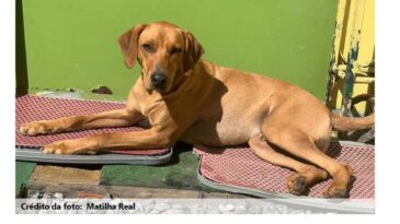 vale-realiza-adocao-virtual-de-animais-resgatados-em-brumadinho