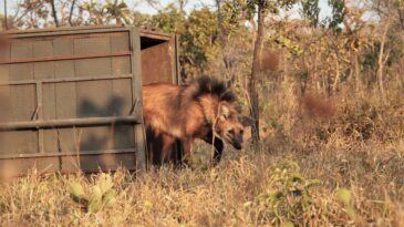 escolhido-para-cedula-de-r-200-lobo-guara-sofre-ameaca-de-extincao