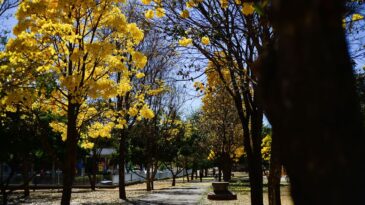 estacao-das-flores-comeca-nesta-terca-feira