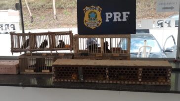 prf-resgata-passaros-silvestres-na-br-381-em-joao-monlevade