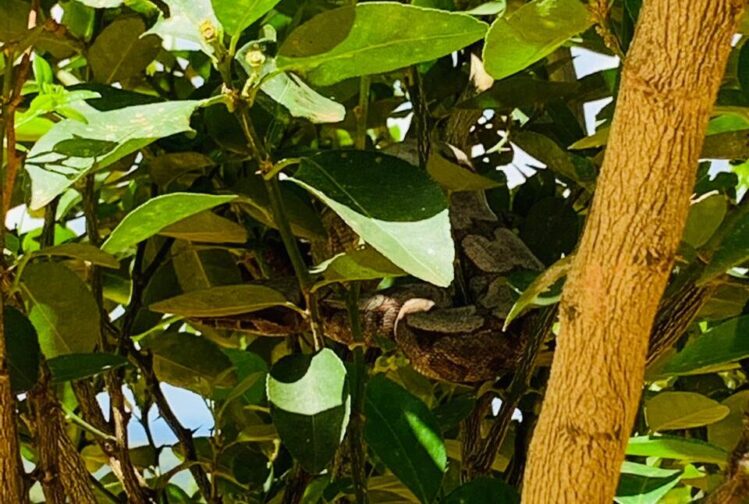 jiboia-e-capturada-em-pe-de-limao-no-interior-de-minas