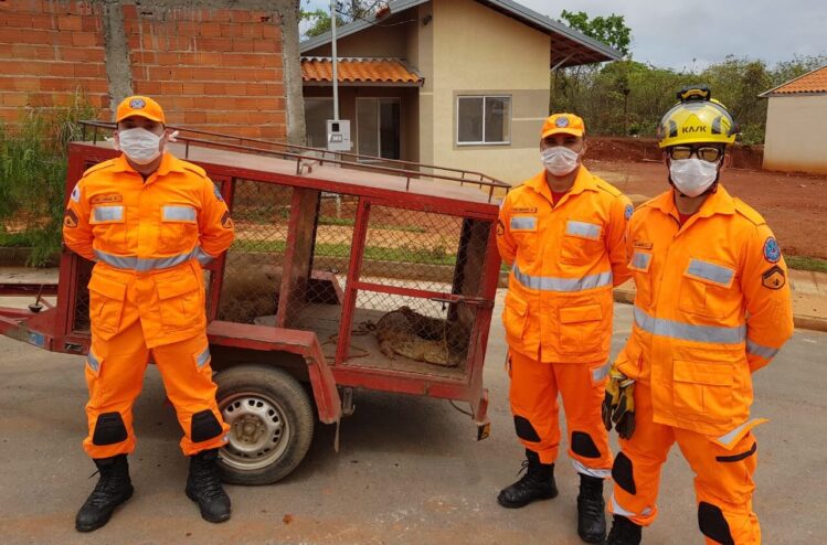 bombeiros-capturam-jacare-em-uma-residencia-no-interior-de-minas