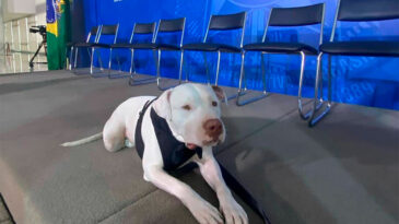 agressor-do-cao-sansao-sera-julgado-em-vara-criminal