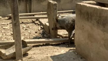 jovem-morre-apos-ser-mordido-por-um-porco-em-minas-gerais