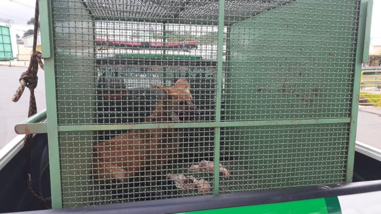 bombeiros-capturam-lobo-guara-em-sete-lagoas