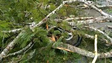 motociclista-e-atingido-por-queda-de-arvore-na-mgc-120