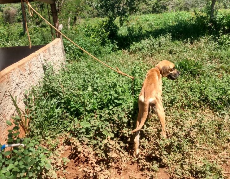 policia-prende-homem-que-deixou-cao-amarrado-para-morrer