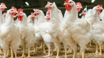 prefeitura-de-catas-altas-realizara-curso-de-avicultura