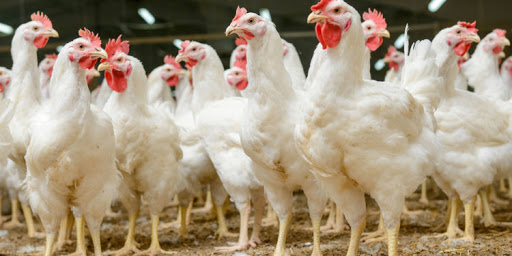 prefeitura-de-catas-altas-realizara-curso-de-avicultura