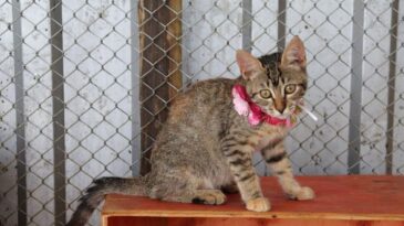 animais-resgatados-em-brumadinho-aguardam-adocao