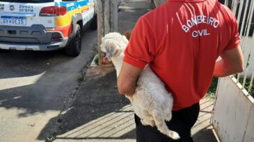 homem-e-presos-por-furtar-cachorro-em-itabira
