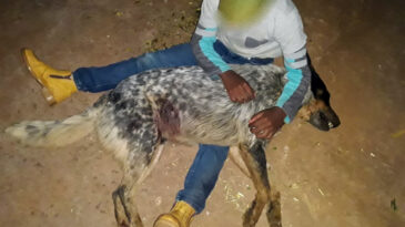 homem-e-acusado-de-matar-a-tiro-cachorro-de-crianca-em-itabira