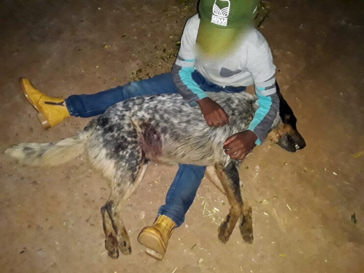 homem-e-acusado-de-matar-a-tiro-cachorro-de-crianca-em-itabira