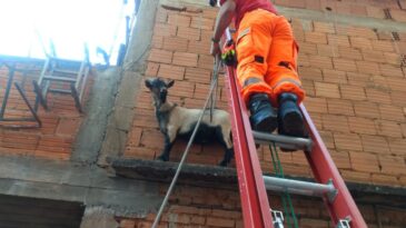 cabrito-e-resgatado-apos-ficar-preso-em-beiral-de-laje