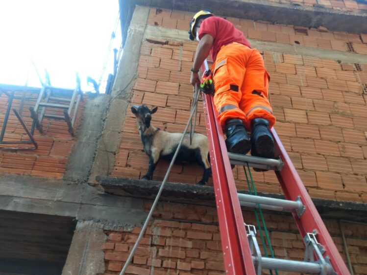 cabrito-e-resgatado-apos-ficar-preso-em-beiral-de-laje