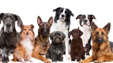 faz-mal-dar-banho-no-pet-em-dias-de-muito-frio