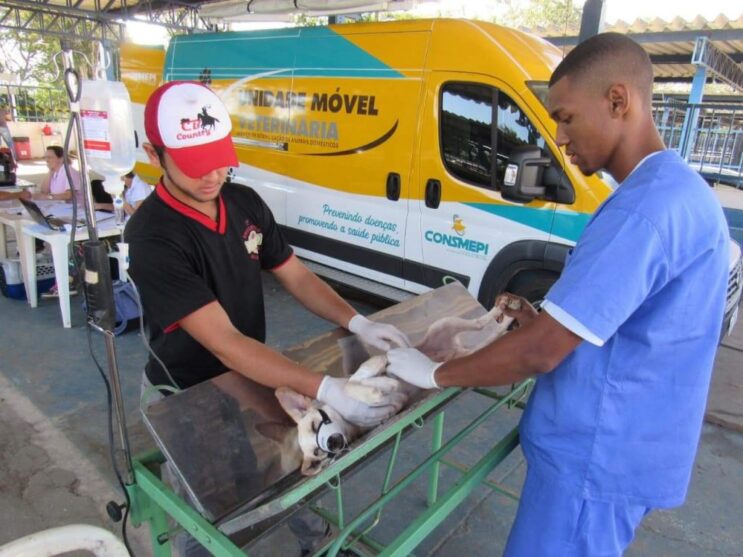 castracao-gratuita-de-animais-em-itabira-comeca-na-proxima-semana