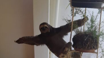 bombeiros-resgatam-bicho-preguica-em-condominio-no-interior-de-minas