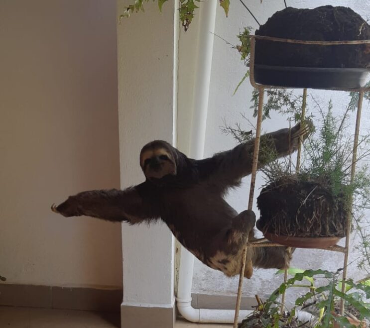 bombeiros-resgatam-bicho-preguica-em-condominio-no-interior-de-minas