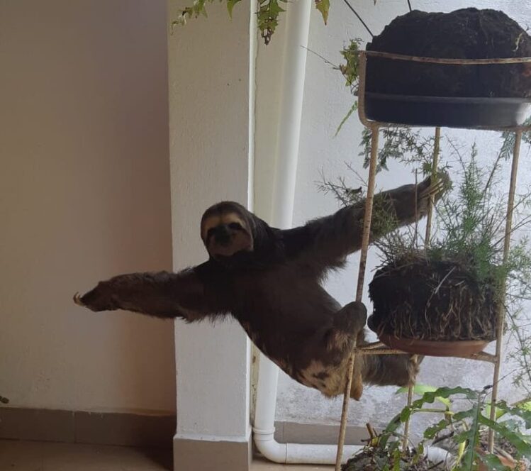 bombeiros-resgatam-bicho-preguica-em-condominio-no-interior-de-minas