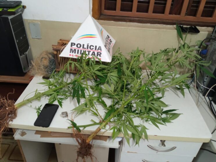 suspeito-de-trafico-e-preso-com-pes-de-maconha-em-ferros