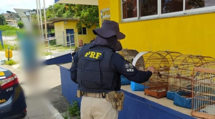 prf-apreende-passaros-da-fauna-silvestre-durante-fiscalizacao-na-br-381