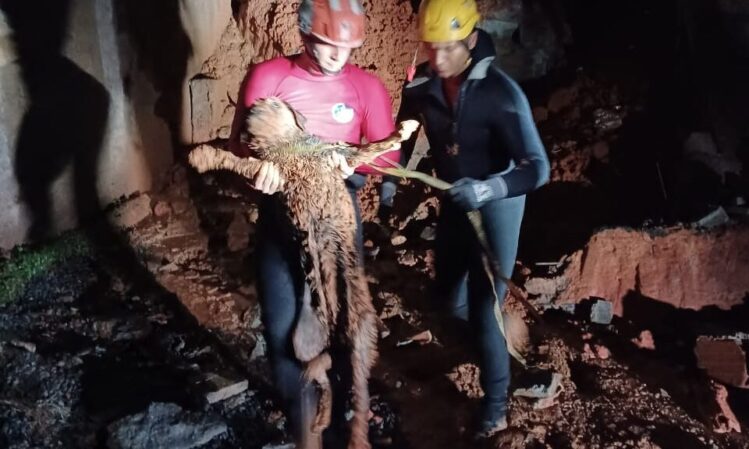 cachorro-sobrevive-a-desabamento-e-e-resgatado-pelos-bombeiros
