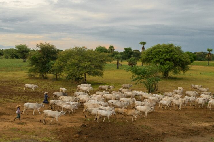 agricultura-abre-inscricoes-para-programa-de-desenvolvimento-da-pecuaria-bovina-em-itabira