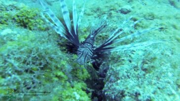 governo-alerta-banhistas-e-pescadores-sobre-perigos-do-peixe-leao