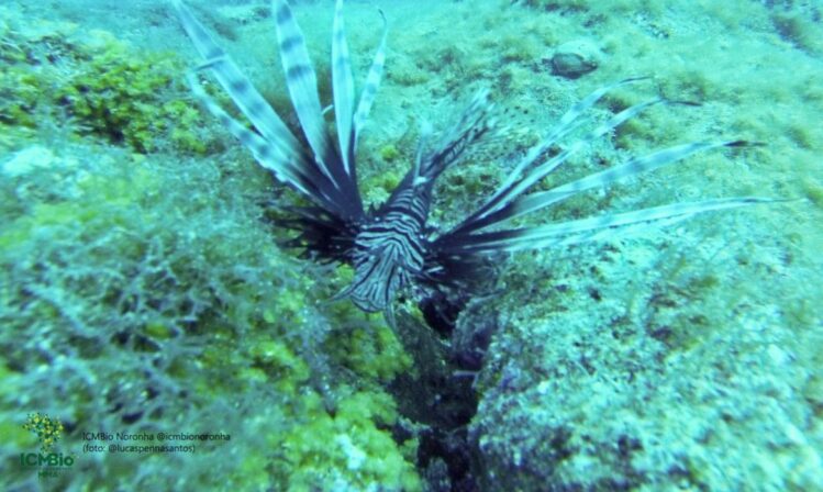 governo-alerta-banhistas-e-pescadores-sobre-perigos-do-peixe-leao