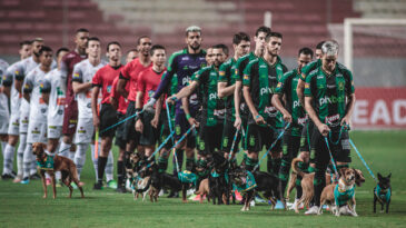 america-entra-em-campo-com-caes-resgatados-em-brumadinho