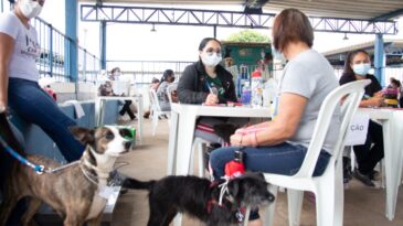 mais-de-200-animais-foram-castrados-na-2a-etapa-do-mutirao-em-itabira