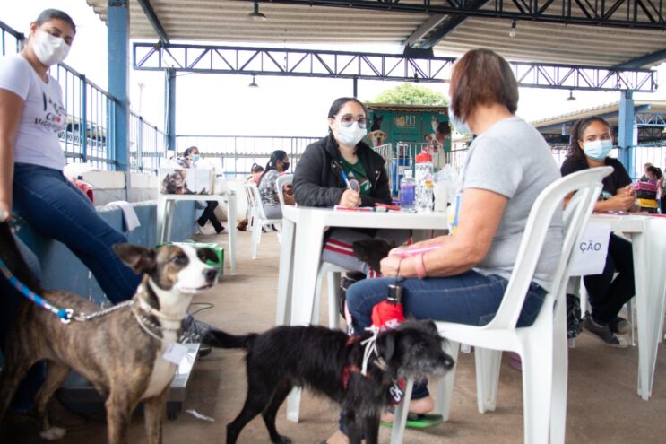 mais-de-200-animais-foram-castrados-na-2a-etapa-do-mutirao-em-itabira