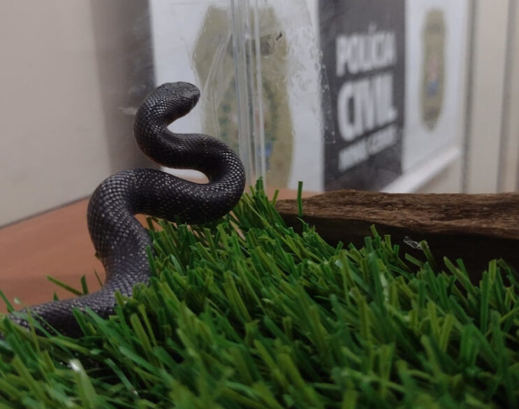 cobra-exotica-comercializada-ilegalmente-e-resgatada-em-minas