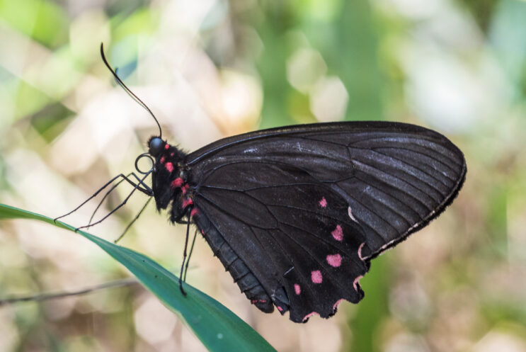 especie-rara-e-ameacada-de-borboleta-e-vista-em-brumadinho