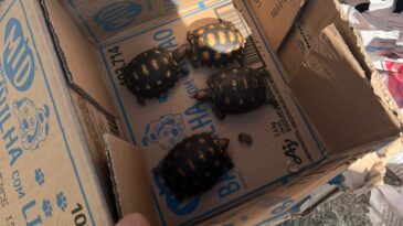 mulher-e-presa-ao-receber-encomenda-de-jabutis-em-itabira