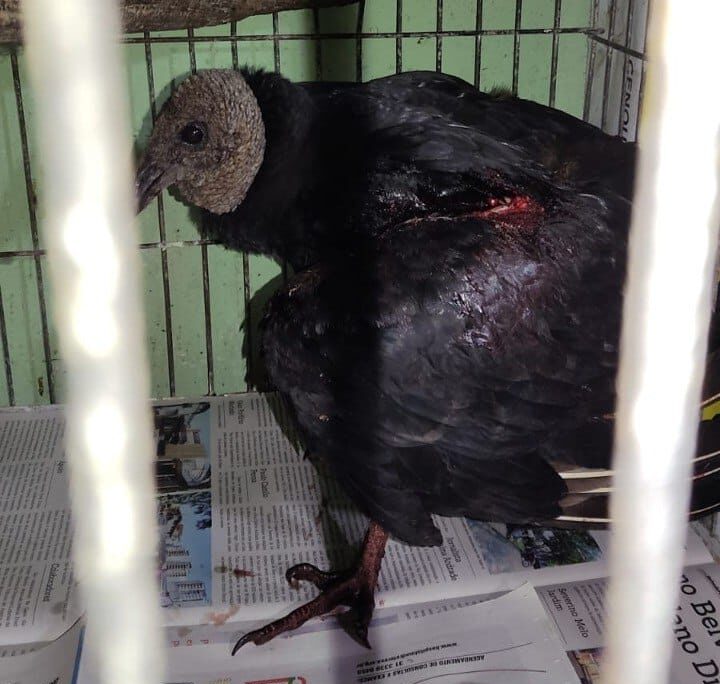 urubu-e-resgatado-apos-ter-asa-cortada-por-linha-chilena