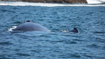 costa-fluminense-e-corredor-migratorio-de-baleias-jubarte