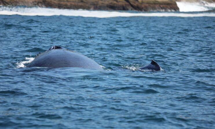 costa-fluminense-e-corredor-migratorio-de-baleias-jubarte