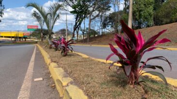 plantio-de-mil-arvores-da-mais-vida-a-entrada-de-itabira