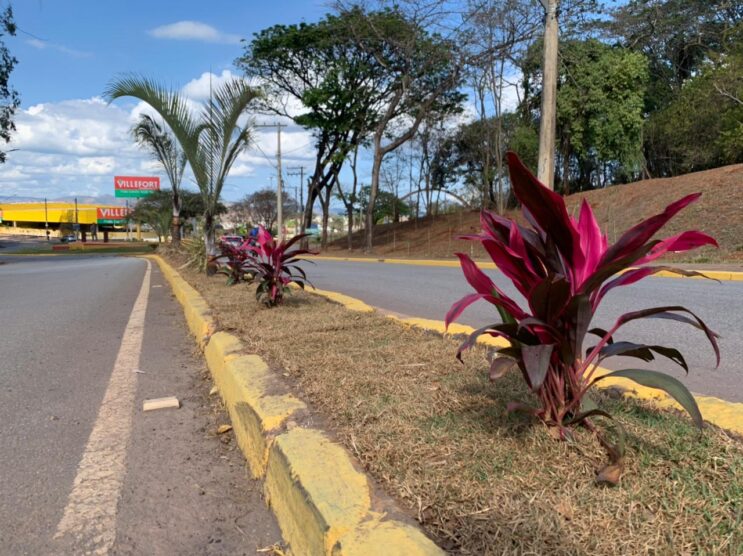 plantio-de-mil-arvores-da-mais-vida-a-entrada-de-itabira