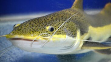 pesca-do-pintado-sera-proibida-a-partir-de-dezembro