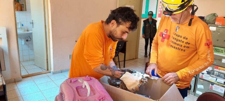 projeto-resgata-animais-atingidos-por-incendios-em-minas
