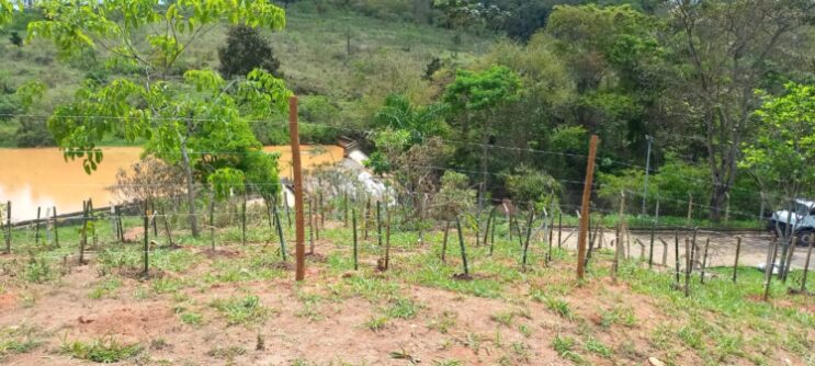 saae-planta-mais-de-600-mudas-na-regiao-da-eta-pureza