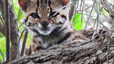 especie-rara-de-felino-ameacada-de-extincao-e-avistada-no-rj